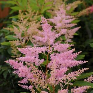 Astilbe japonica Younique™ Silvery Pink