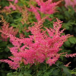 Astilbe japonica Younique™ Cerise