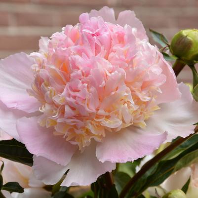 Paeonia Top Brass