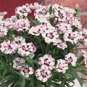 Dianthus (per) Everlast™ Cherry Swirl