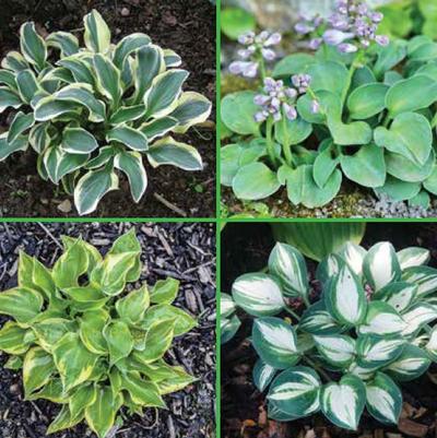 Hosta Mini Hosta Mix