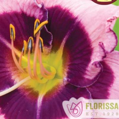 Hemerocallis MacBeth