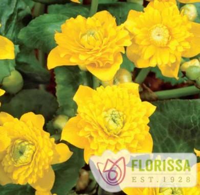Caltha palustris Plena