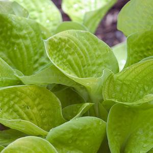 Hosta Maui Buttercups