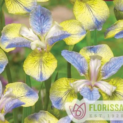 Iris siberica Tipped in Blue