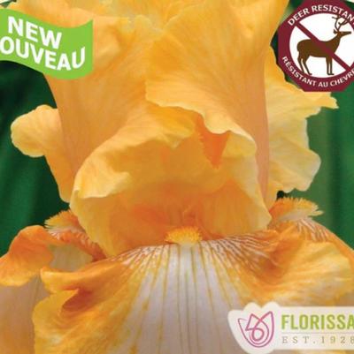 Iris germanica Cajun Rhythm