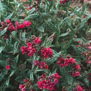 Pulmonaria longifolia Raspberry Splash