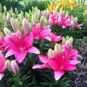 Lilium asiaticum Lily Looks Tiny Toons