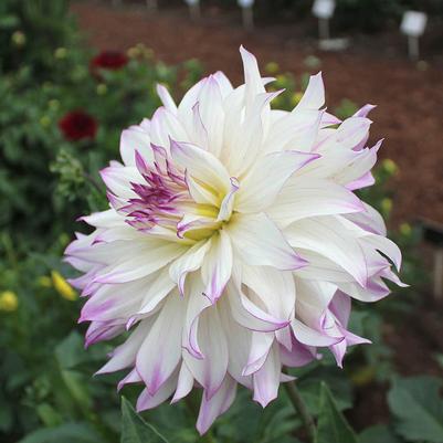 Dahlia Ferncliff Illusion