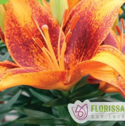 Lilium asiaticum Lily Looks Tiny Cosmic