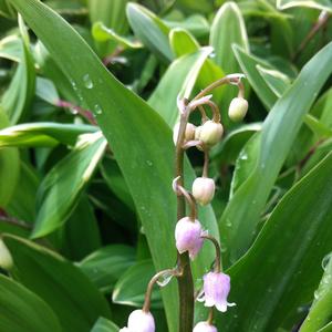Convallaria majalis Rosea 
