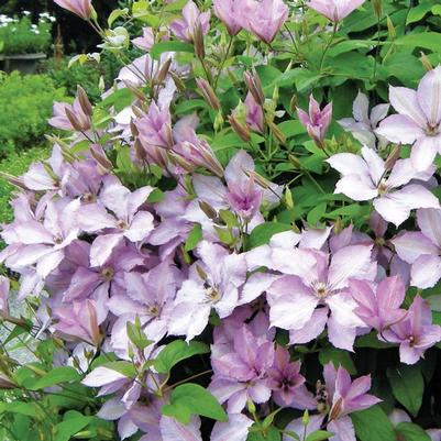 Clematis Gp C Margaret Hunt