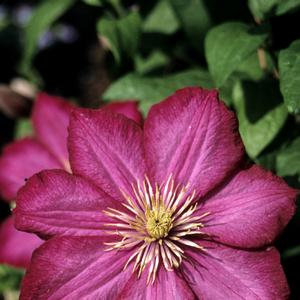Clematis Gp B Ville de Lyon