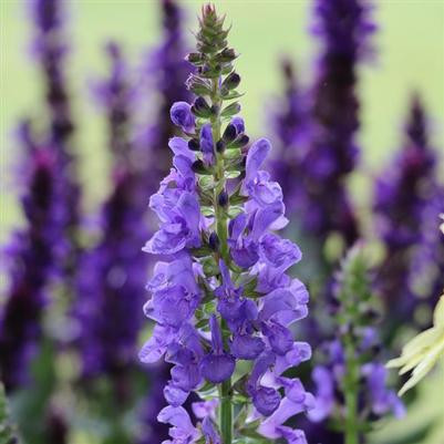 Salvia (per) nemorosa Marvel Sky Blue