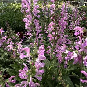 Salvia pratensis Fashionista® Moulin Rouge