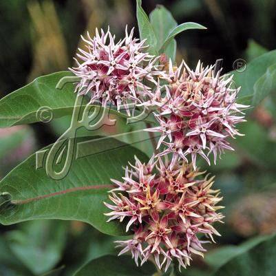 Asclepias speciosa 