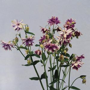Aquilegia vulgaris Christa Barlow