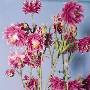 Aquilegia vulgaris Nora Barlow
