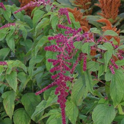 Amaranthus caudatus Red Tails