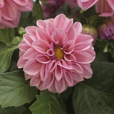 Dahlia Dahlietta® Emily