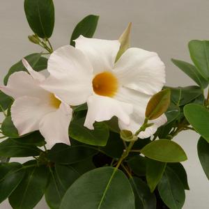 Mandevilla Sun Parasol® Garden White