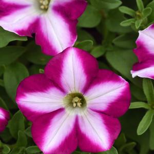 Petunia Raspberry Swirl