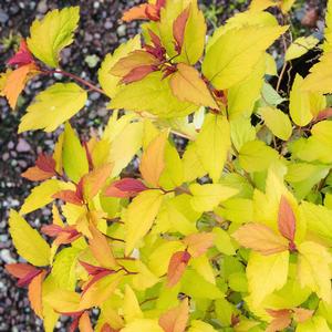 Spiraea japonica Goldflame