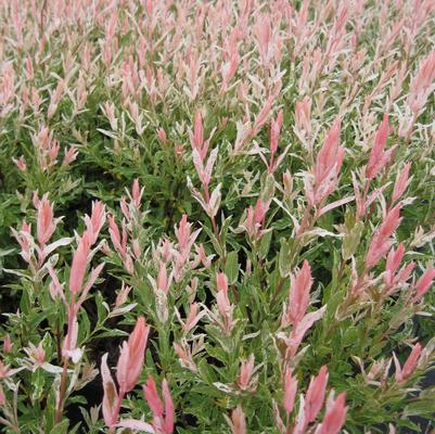 Salix integra Flamingo