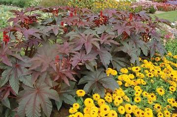 Ricinus communis Gibson