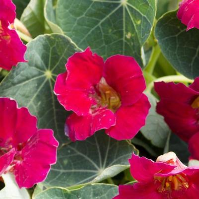 Nasturtium Baby Rose