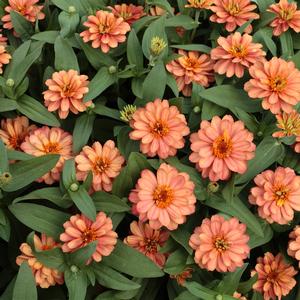 Zinnia Double Deep Salmon