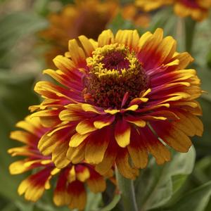 Zinnia elegans Zowie! Yellow Flame