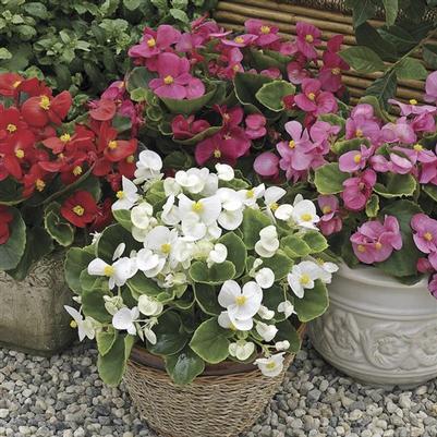 Begonia Fibrous Prelude Plus Mix