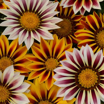 Gazania Tiger Mix