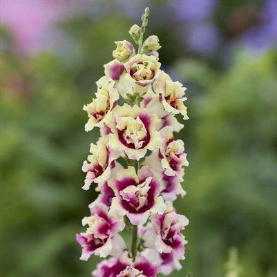 Snapdragon DoubleShot Lemon Purple Heart