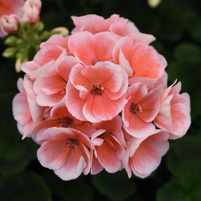 Geranium (Zonal) Sunrise&trade; Light Salmon