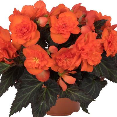 Begonia I'conia Portifino Dark Orange