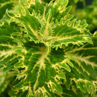 Coleus Charged Up Keylime Fringe