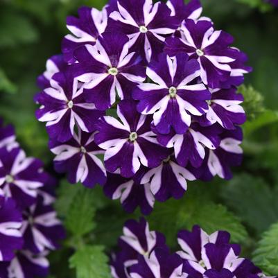 Verbena Violet Vortex