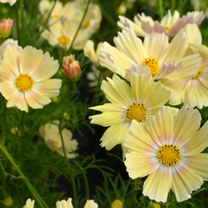 Cosmos Lemonade