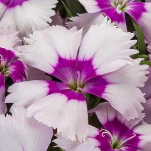 Dianthus chinensis Blueberry Eye