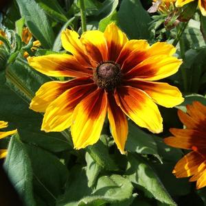 Rudbeckia Sunspot Yellow Bicolor