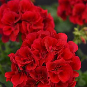 Geranium (Zonal) Raspberry Sizzle