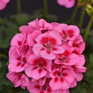 Geranium (Zonal) Lavender Sizzle