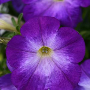 Petunia Bluerific