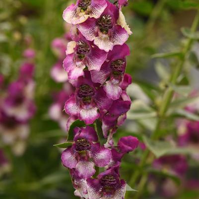 Angelonia angustifolia AngelDance&trade; Fuchsia bicolor