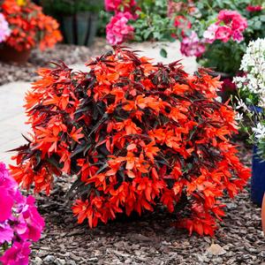 Begonia Bossa Nova&reg; Night Fever Papaya