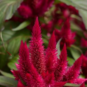 Celosia spicata Intenz&trade; Lipstick