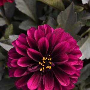 Dahlia City Lights&trade; Purple