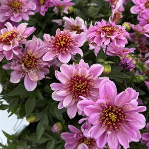 Dahlia PinkBurst